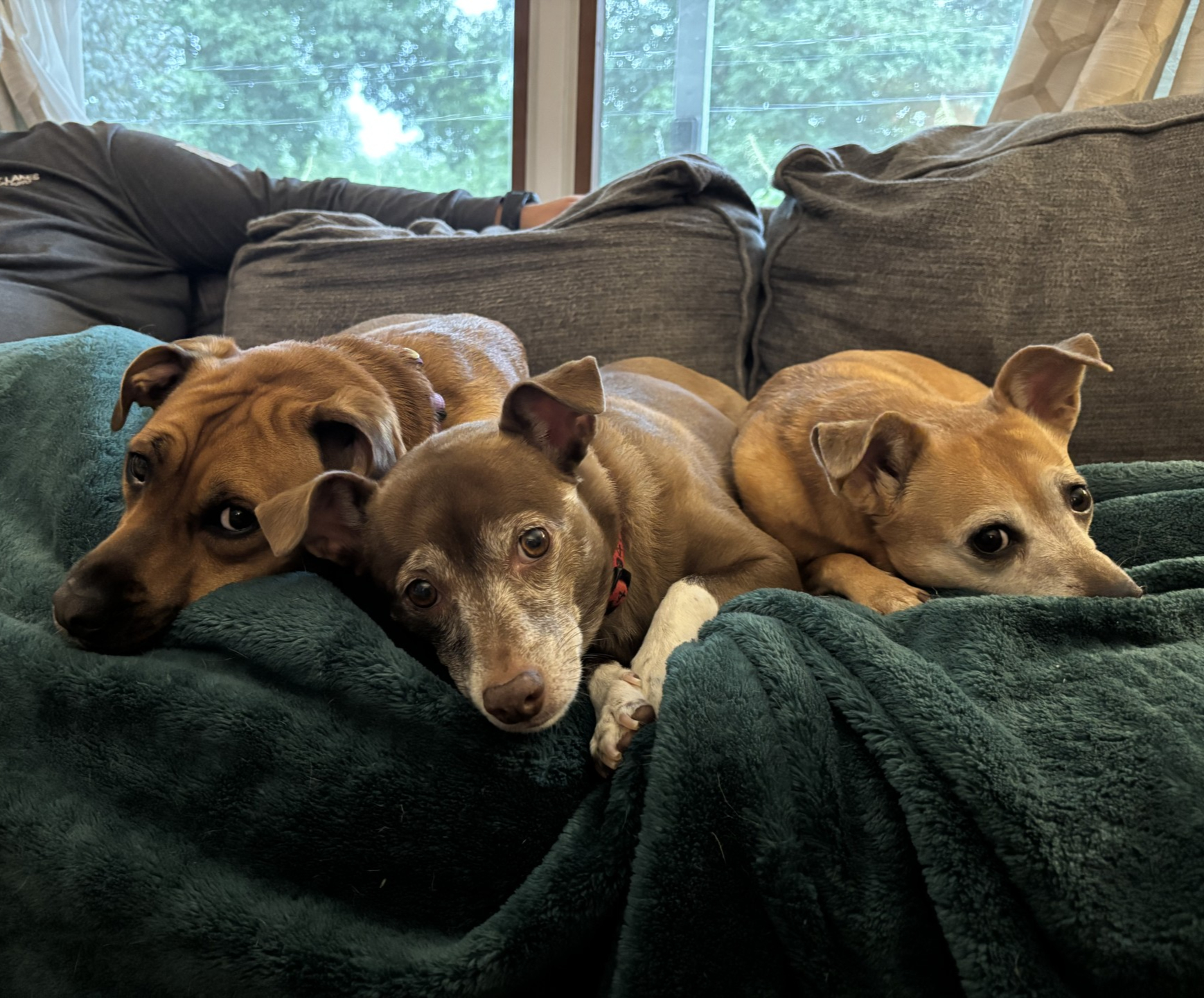 Leia, Ridley & Ahsoka, Site Inspectors